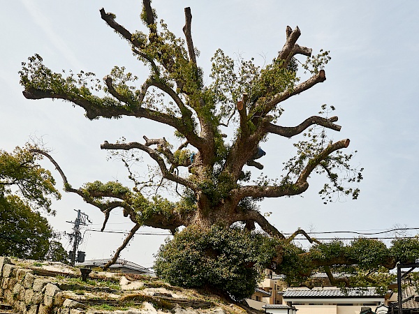 Große Bäume vor dem Shoren-in-Tempel