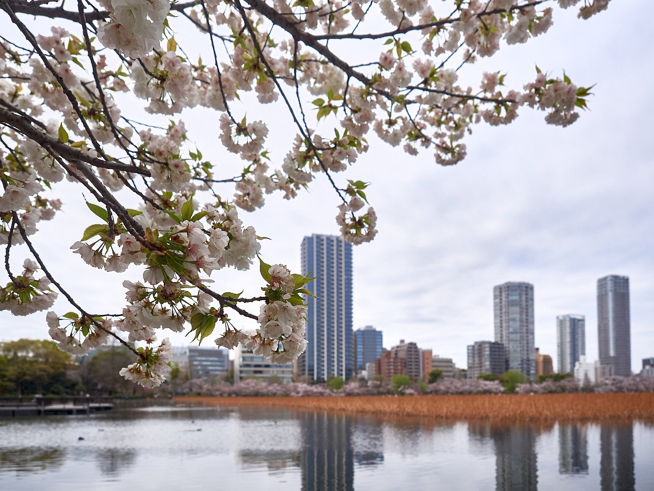 Kirschblüte im Park Ueno-kōen in Tokyo