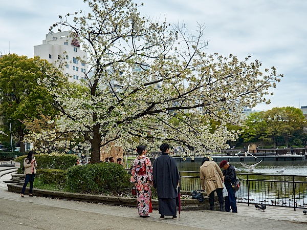 Kirschblüte im Park Ueno-kōen in Tokyo