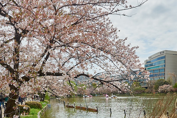 Kirschblüte im Park Ueno-kōen in Tokyo