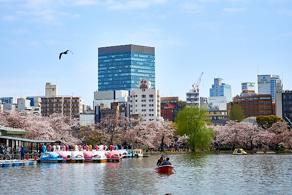 Kirschblüte im Park Ueno-kōen in Tokyo