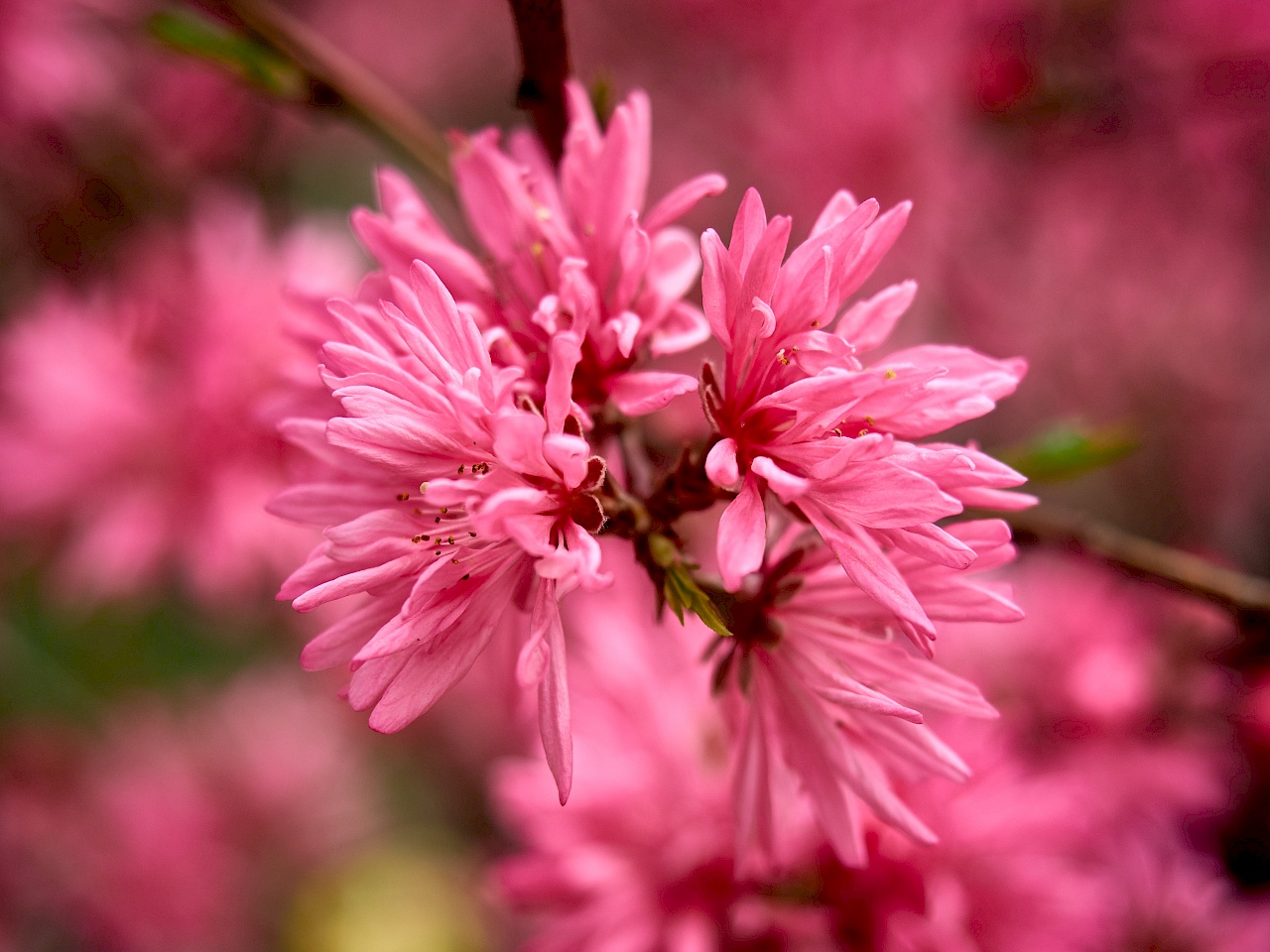 Kirschblüte im Park Ueno-kōen in Tokyo