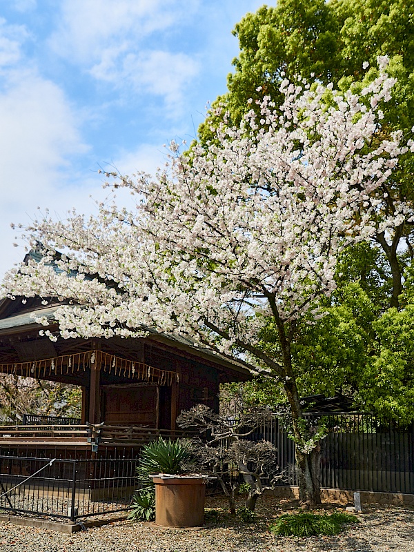 Kirschblüte im Tempel Kiyōmizu Kannin-dō in Tokyo