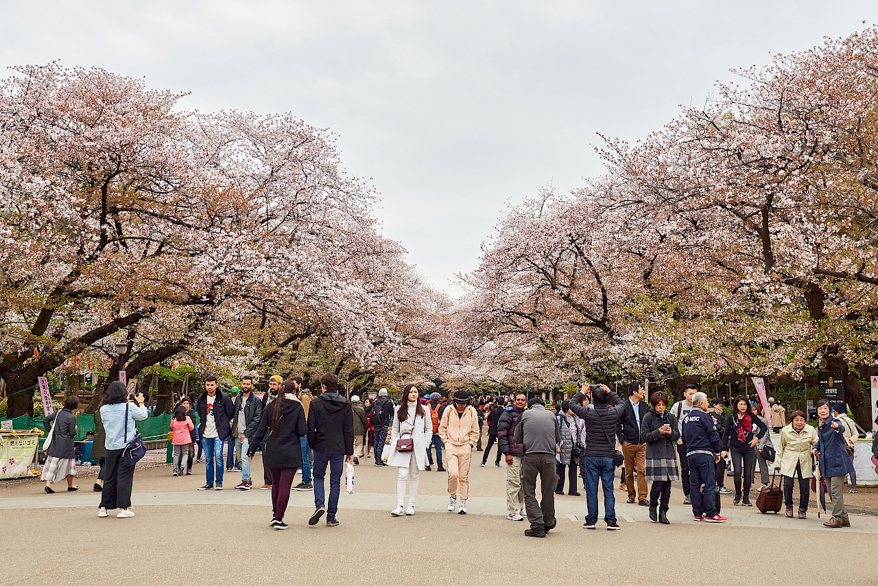 Kirschblüte im Ueno-Park in Tokyo