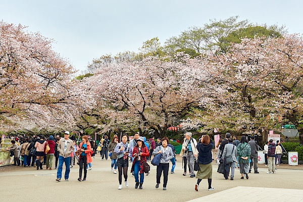 Kirschblüte im Ueno-Park in Tokyo