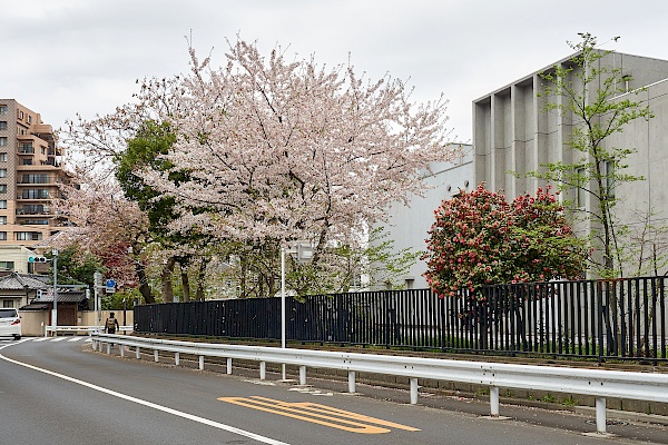 Kirschbäume auf dem Weg nach Yanaka