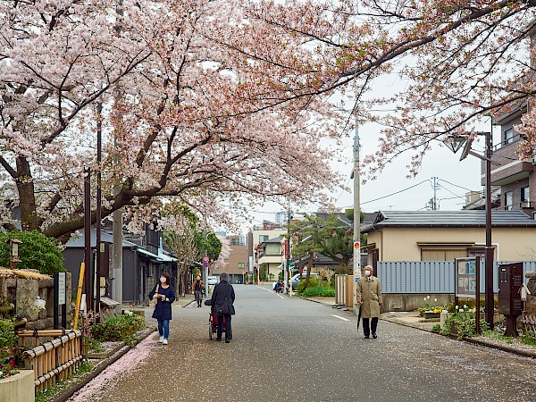 Kirschblütenallee am Friedhof Yanaka-reien in Tokyo