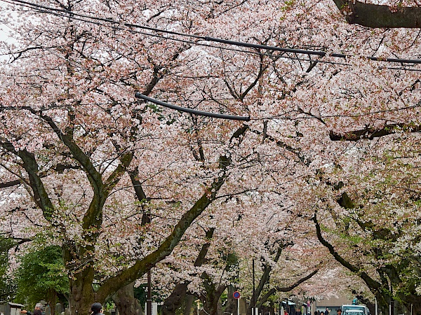 Kirschblütenallee am Friedhof Yanaka-reien in Tokyo