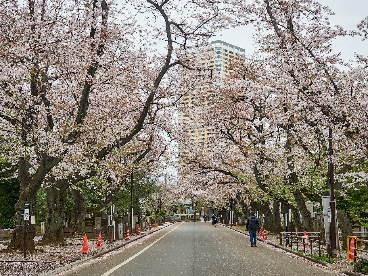 Kirschblütenallee am Friedhof Yanaka-reien in Tokyo