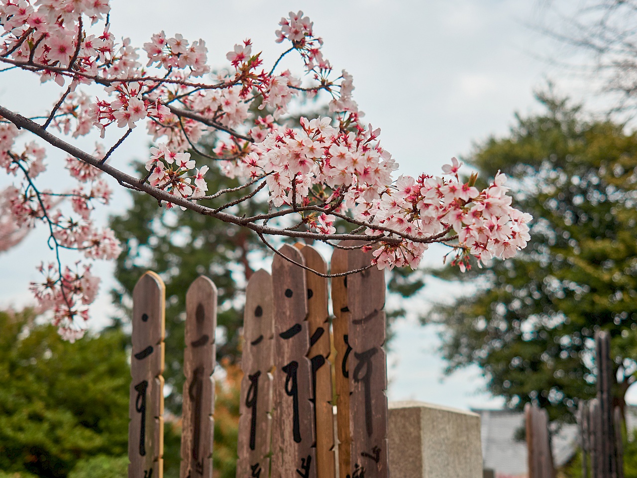 Kirschblüte auf dem Friedhof Yanaka-reien in Tokyo