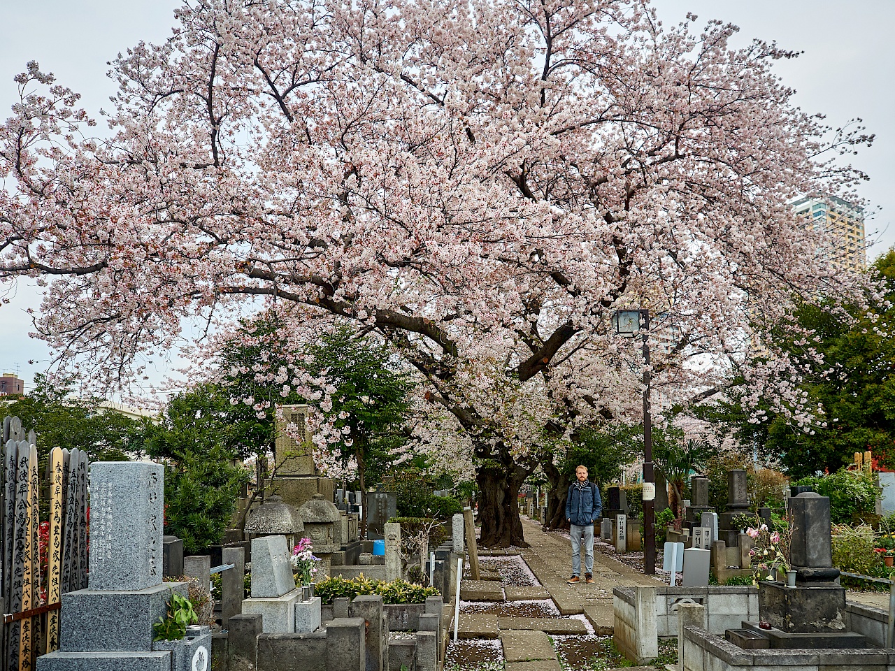 Kirschblüte auf dem Friedhof Yanaka-reien in Tokyo