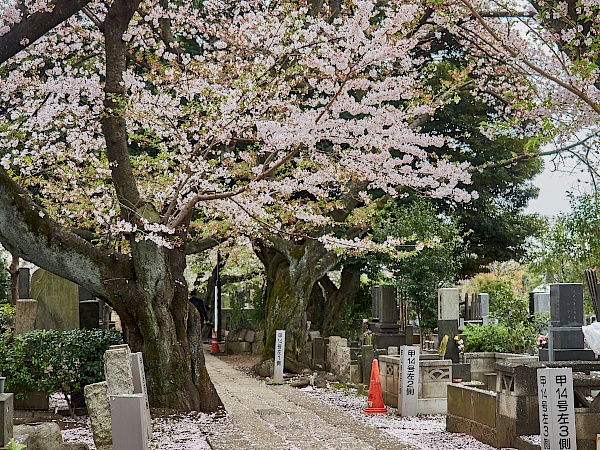 Kirschblüte auf dem Friedhof Yanaka-reien in Tokyo