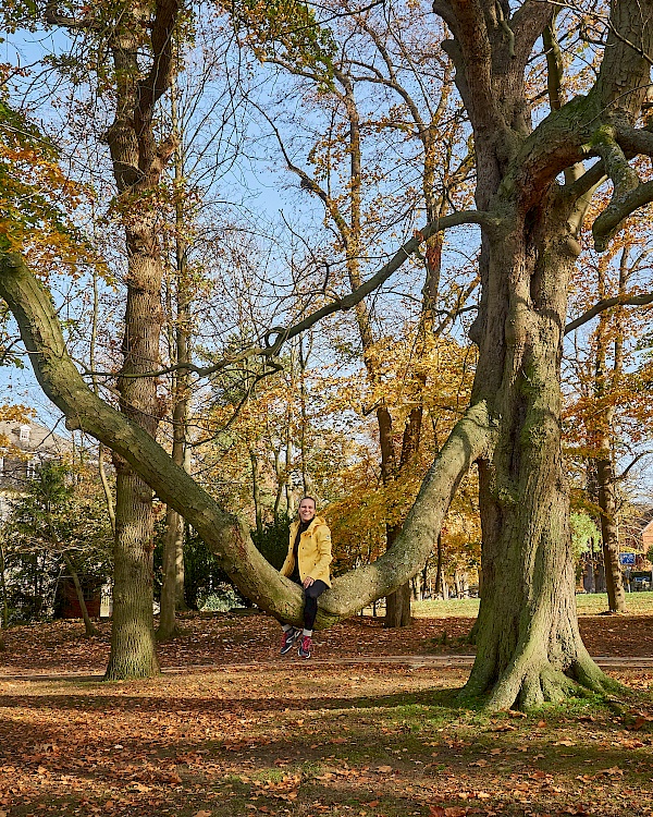 Riesige Bäume im Kurpark in Bad Nenndorf