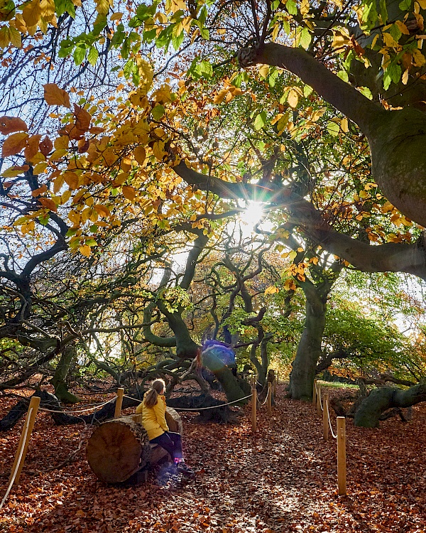 Den Herbst auf der Süntelbuchen-Allee genießen