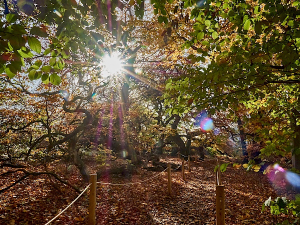 Die Süntelbuchen in Bad Nenndorf im Herbst