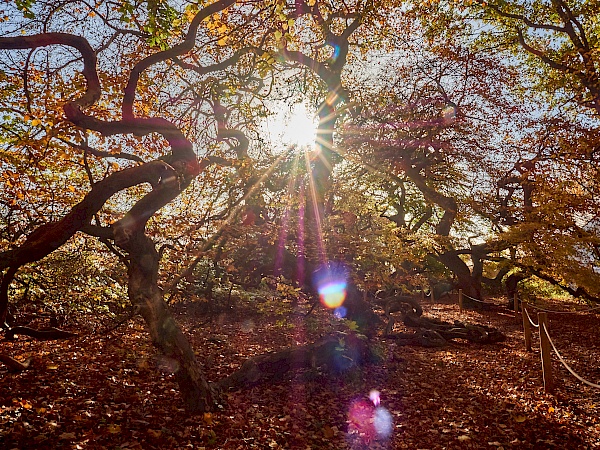 Die Süntelbuchen in Bad Nenndorf im Herbst