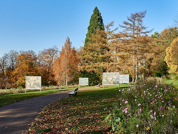 Fotoausstellung zu den Süntelbuchen im Kurpark in Bad Nenndorf