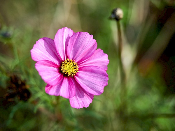 Blumen im Kurpark in Bad Nenndorf