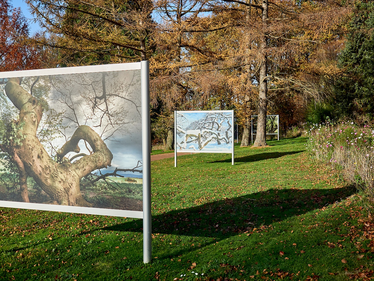 Die Süntelbuchen in Bad Nenndorf im Herbst