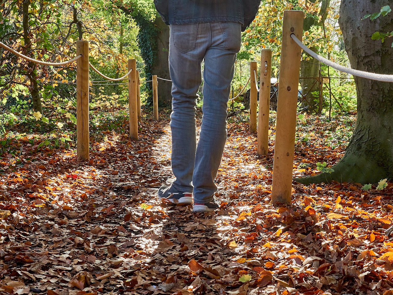 Auf der Süntelbuchenallee im Herbst