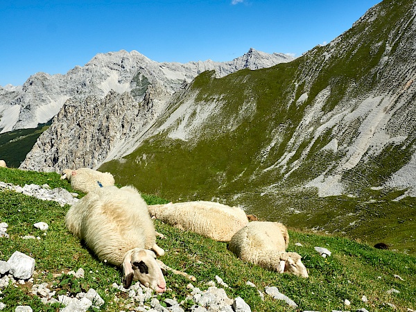 Schafe auf dem Goetheweg in Innsbruck