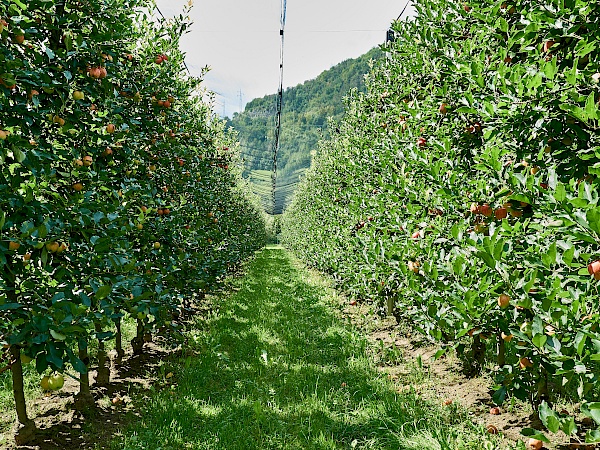 Fahrt vorbei an Apfelplantagen
