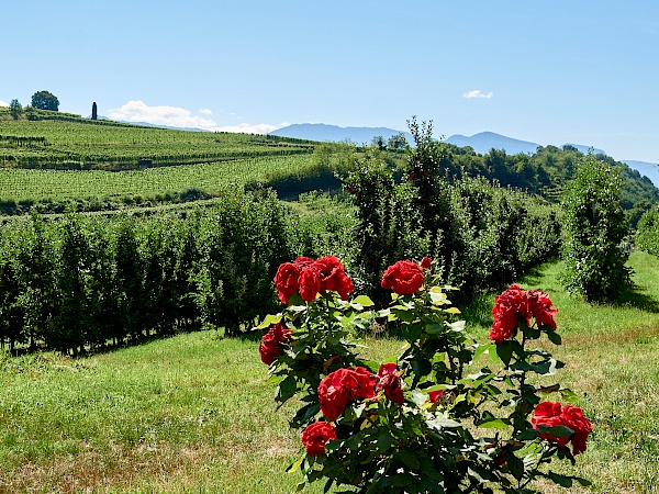 Unser Weg führt direkt durch Weinanbaugebiete