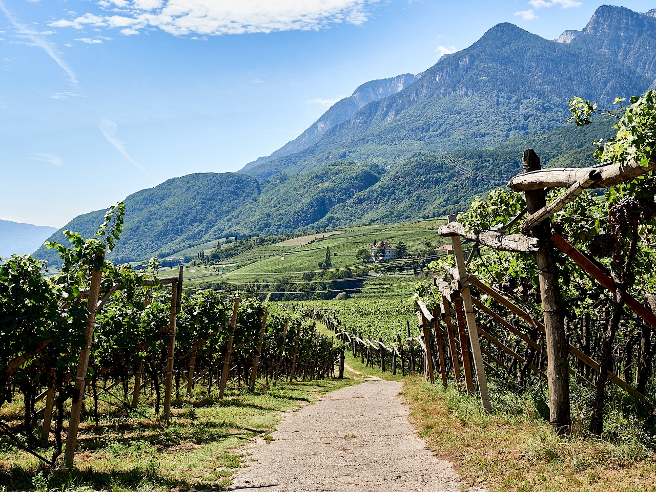 Blick auf die Weinreben und die umliegenden Berge