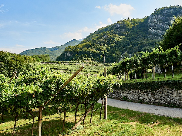 Weinanbaugebiete am Radweg zum und vom Gardasee bei Mori