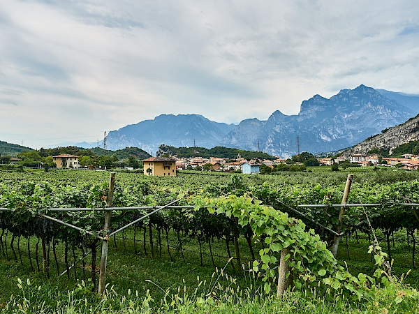 Durch Weinanbaugebiete zum Gardasee fahren