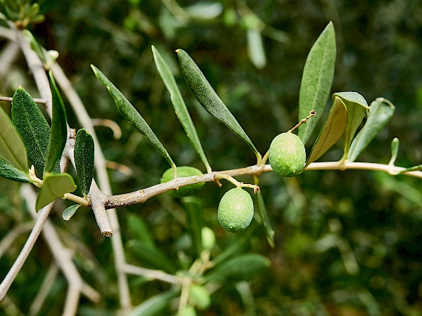 Olivenbäume auf dem Weg zum Gardasee