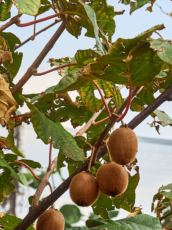 Kiwis auf dem Radweg nach Verona