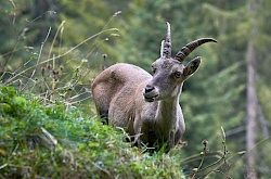 pitztal_-_steinbock-dsc02622.jpg