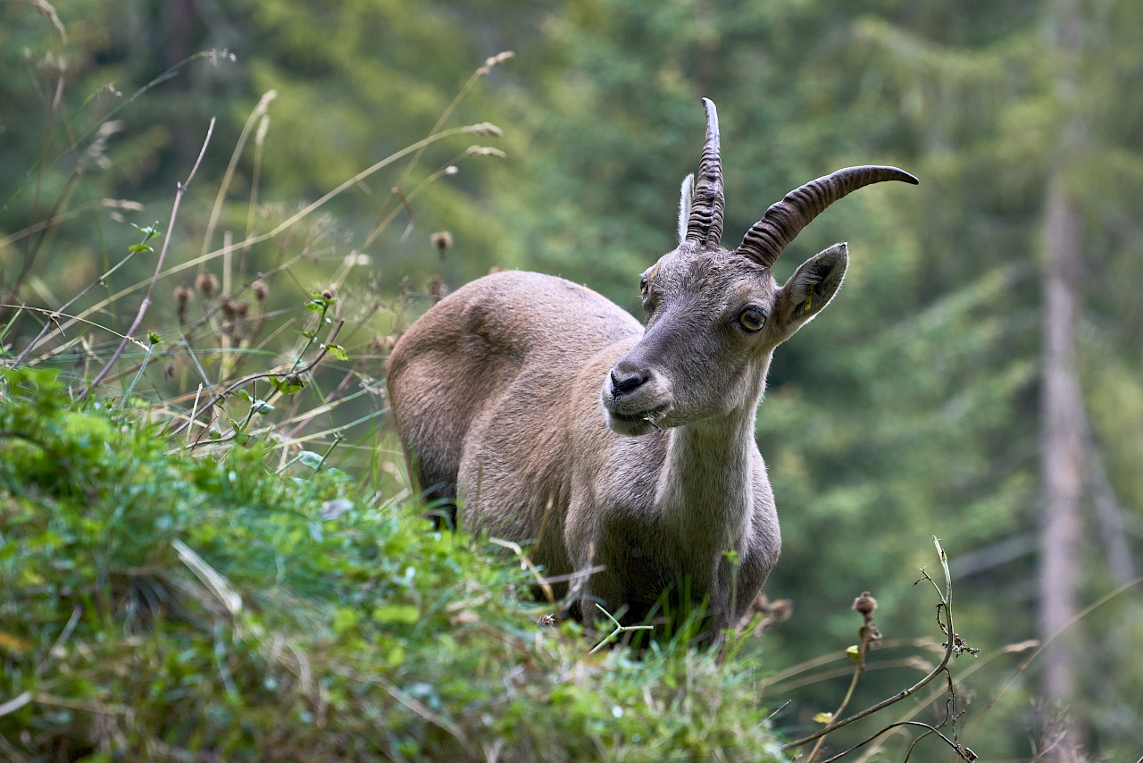 Steinbock im Pitztal