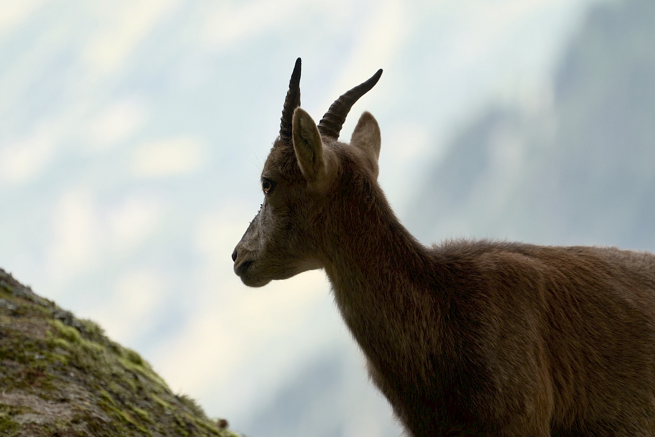 Steinbockzentrum Pitztal - Gehege mit Steinböcken