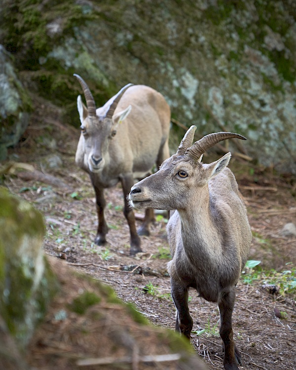 Steinbockzentrum Pitztal - Gehege mit Steinböcken