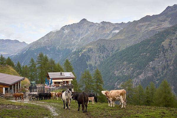 Blick auf die Arzler Alm