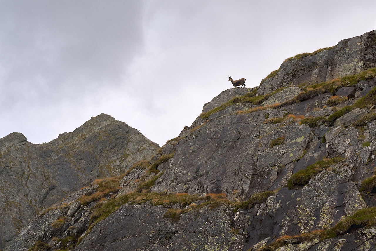 Gams im Pitztal