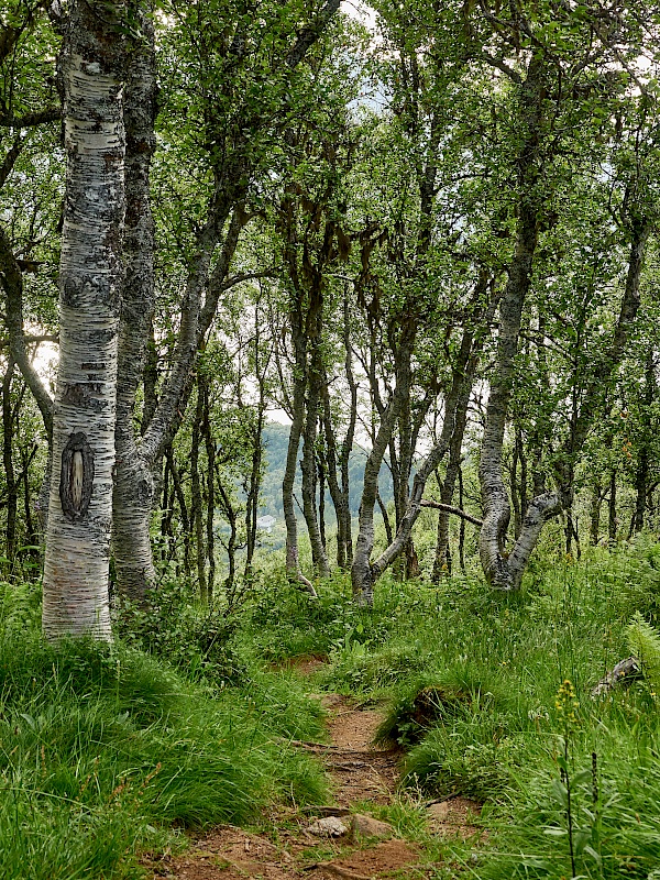 Wanderung durch Birkenwald auf den Digermulkollen