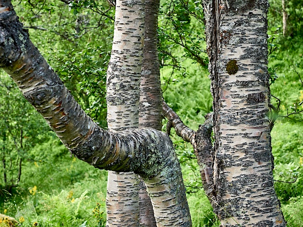 Wanderung durch einen Birkenwald zum Digermulkollen