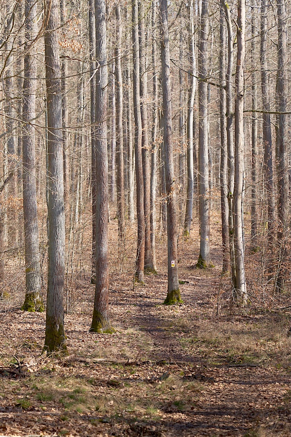 Auf dem Weg zur Schwedenschanze