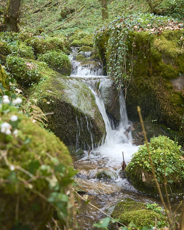 Der Höllbach im Schwarzwald