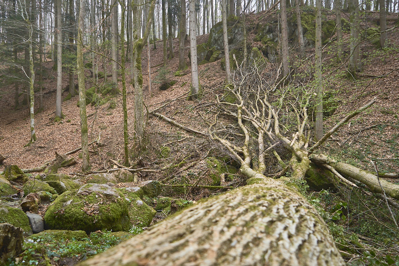 Die Höllschlucht - die Krone des Baumes sieht wie eine Wurzel aus