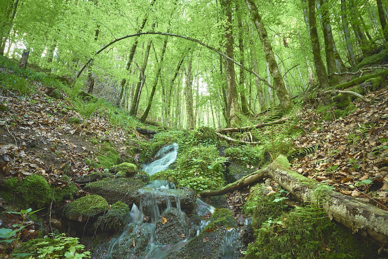 Die Höllschlucht im Frühling im Schwarzwald