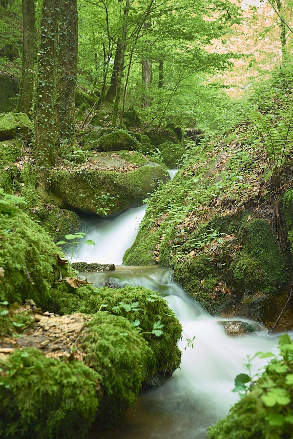 Die Höllschlucht im Frühling im Schwarzwald