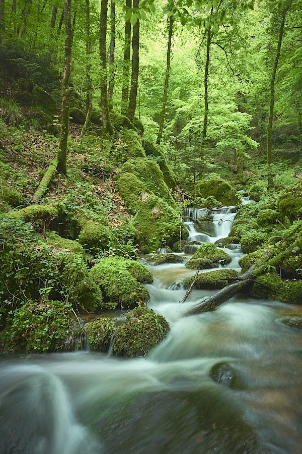 Die Höllschlucht im Frühling im Schwarzwald