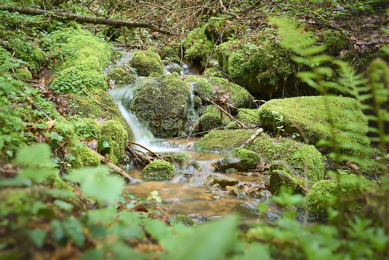 Die Quelle des Höllbachs im Schwarzwald