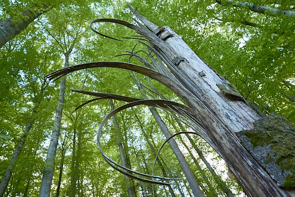 Interessanter Baum in der Höllschlucht