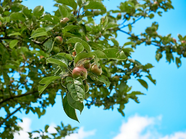 Äpfel auf dem Weg der Traumschleife Ehrbachklamm