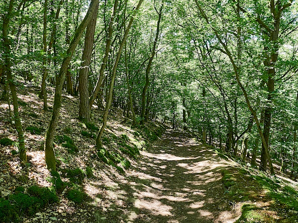 Waldabschnitt auf dem Weg zur Ehrbachklamm